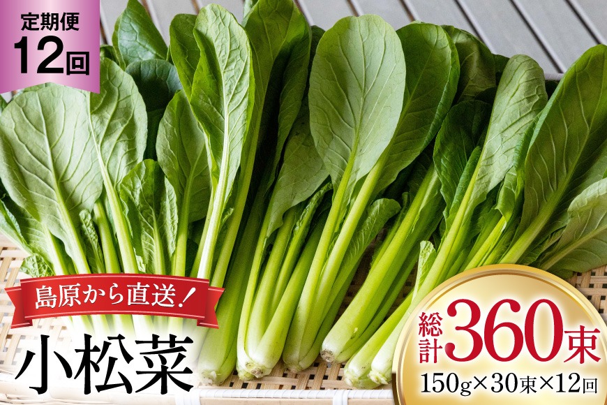BI334 定期便 12回 小松菜 30束 [ 野菜 こまつな やさい 冷蔵 葉物野菜 田中農園 長崎県 島原市 ]