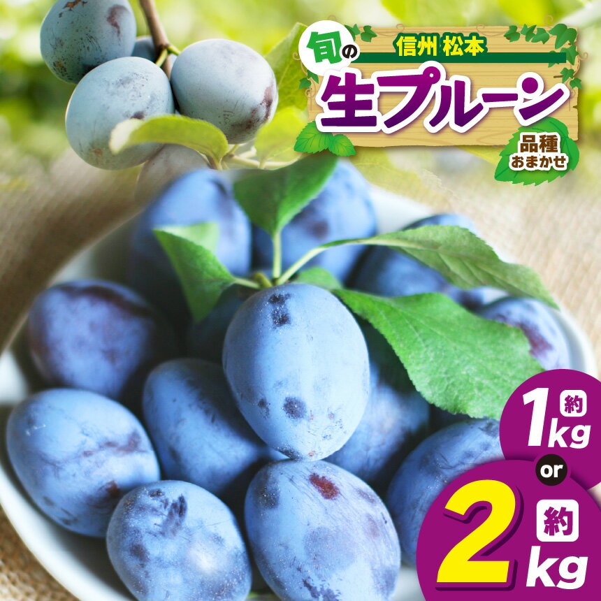 【ふるさと納税】【7月下旬～発送】信州産 品種おまかせ旬の生プルーン【選べる】 約1kg（500g × 2パック）or 約2kg（500g × 4パック）｜ふるさと納税 信州 松本 プルーン 果物 フルーツ 甘い