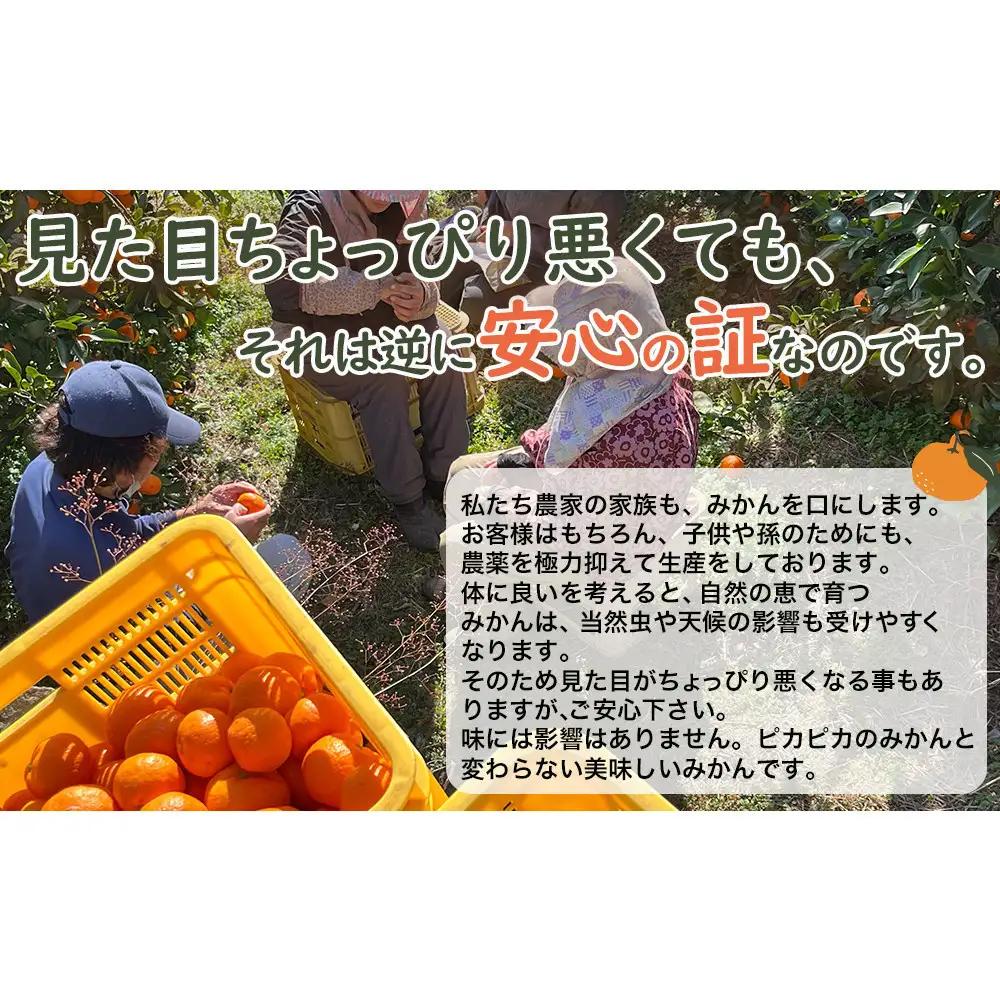 【定期便4か月】みかん 5kg 4回 お届け ご家庭用混合サイズ 早生・蔵出しみかん