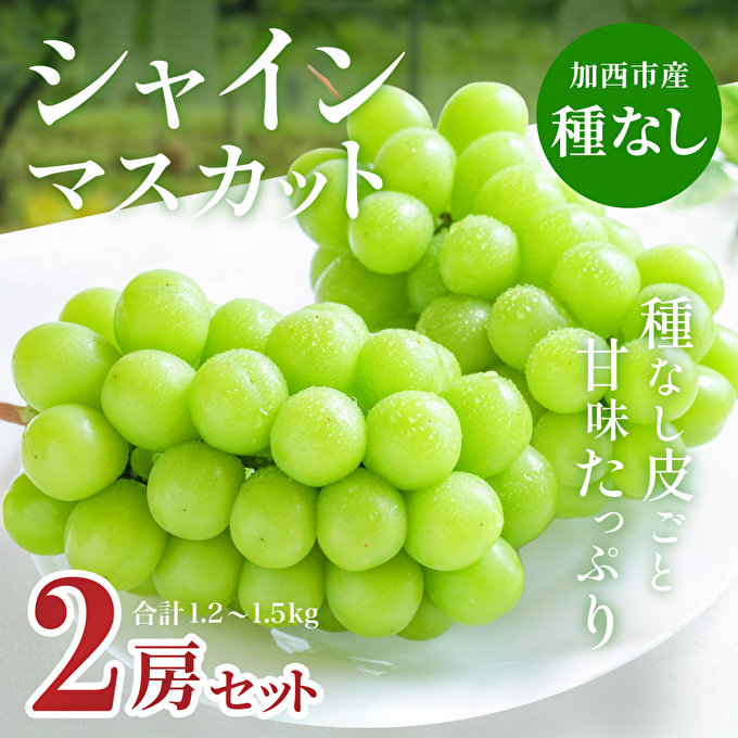 シャインマスカット 2房 セット 約1.2～1.5kg ぶどう 葡萄 ブドウ マスカット 種なし 高級ぶどう フルーツ 果物 くだもの 季節のフルーツ 旬のフルーツ