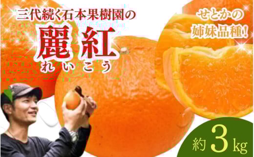 【先行予約】石本果樹園の美味しい麗紅（レイコウ）約3kg 18～20玉前後【2月中旬から3月中旬までに順次発送】 / みかん フルーツ くだもの 果物 れいこう