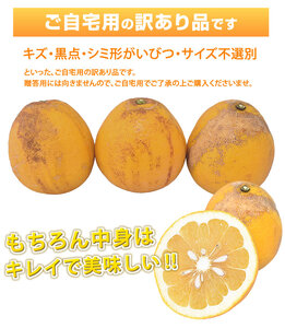 先行予約  訳あり 河内晩柑 ジューシーオレンジ 約4kg   2027年3月下旬から2027年7月下旬発送予定