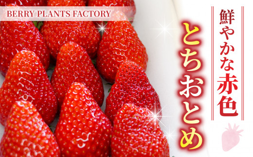 長野県産 いちご「とちおとめ」1kg以上｜BERRY PLANTS FACTORY 東御市