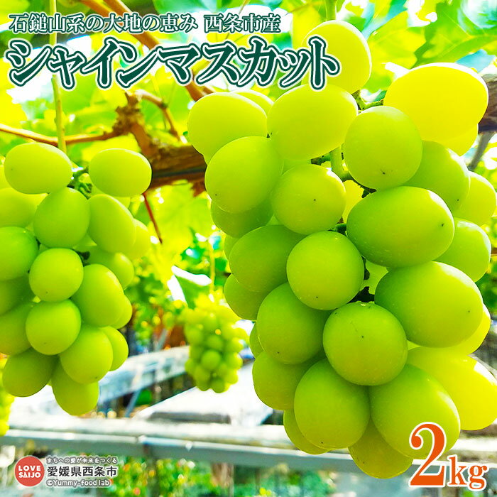 【ふるさと納税】予約！＜石鎚山系の大地の恵み 西条市産 シャインマスカット 2kg＞ ※2025年8月上旬から9月末迄に順次出荷します。 ブドウ ぶどう 高級 スイーツ 果物 くだもの フルーツ 旬 期間限定 数量限定 産地直送 ゆきもと農園 愛媛県 西条市 【冷蔵】