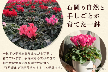 石岡育ちの シクラメン ピンク系 6号鉢 クリスマス フラワー ギフト プレゼント 鉢植え 鉢花 冬 花 茨城県 石岡市 国産 送料無料 産地直送 (G777) (F12-002)