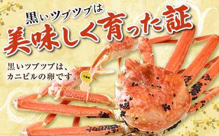 【先行予約】【11月発送限定】茹で越前がに 1杯 750g～900g（大サイズ以上）《新鮮！茹でたてを発送》／ 高級 福井 ブランド ズワイガニ 黄色タグ ボイル 冷蔵 蟹 カニ 期間限定 ※2026