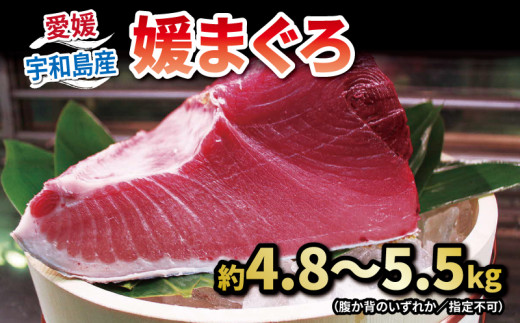 【2026年1月14日発送】 本マグロ ブロック 4.8～5.5kg 媛まぐろ ダイニチ マグロ 赤身 中トロ 大トロ 部位 指定不可 マグロ 国産マグロ 養殖マグロ 養殖本マグロ クロマグロ 鮪 刺身 漬け ネギトロ アレンジ可 人気 海鮮 海の幸 魚 魚介 産地直送 数量限定 国産 愛媛 宇和島 D130-031003-260114