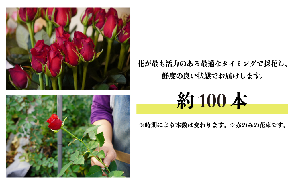 ＜配送エリア限定・着日指定必須＞ 生産農家直送 バラ花束 新鮮 約100本 | 埼玉県 上尾市 バラ 薔薇 ローズ 花束 植物 インテリア 誕生日 記念日 お祝い 母の日 父の日 ラッピング有り リボ