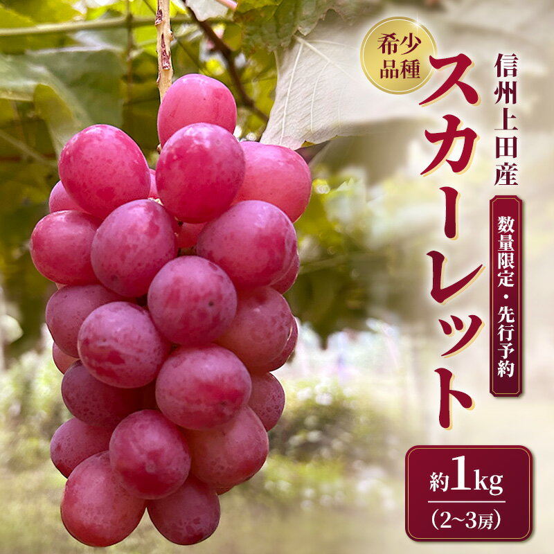 【ふるさと納税】スカーレット 信州上田産 約1kg 2～3房 ぶどう ブドウ 1kg 種なし 皮ごと 果物 くだもの フルーツ デザート 旬の果物 旬のフルーツ 長野県上田市　お届け：2026年9月下旬～10月上旬