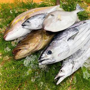 下処理済 おまかせ鮮魚フィレ(かつお、ぶり、かんぱち、ネイリ、鯛、ひらめなど) 2~3種 約1.5kg~2kg(10人前) 【R01341】