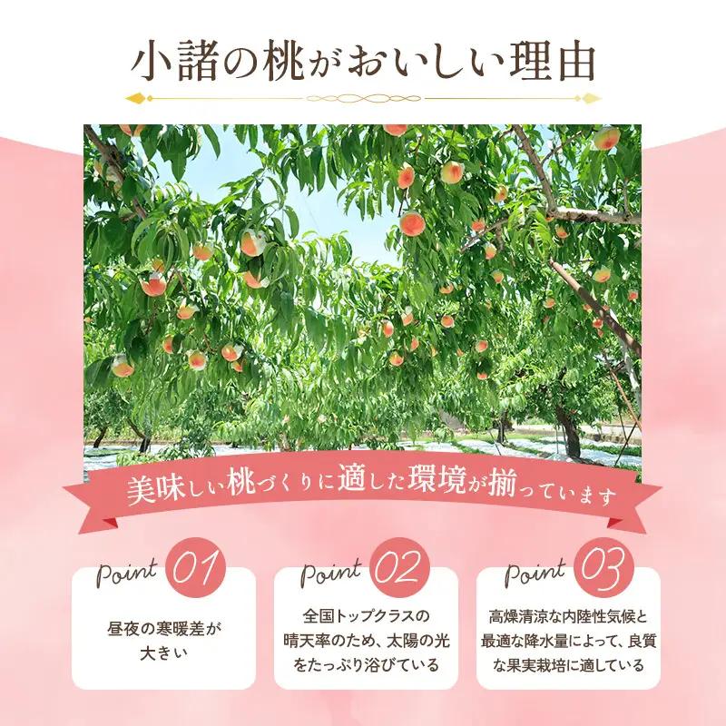 桃 川中島白桃 約5kg 13～22玉 フルーツ 桃