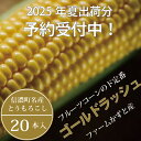 【ふるさと納税】信濃町名産とうもろこし『ファームかずとのゴールドラッシュ 20本セット』2025年夏の予約受付開始！｜2025年8月上旬のお届け予定　朝採れのトウモロコシを生産者から直送【長野県信濃町ふるさと納税】