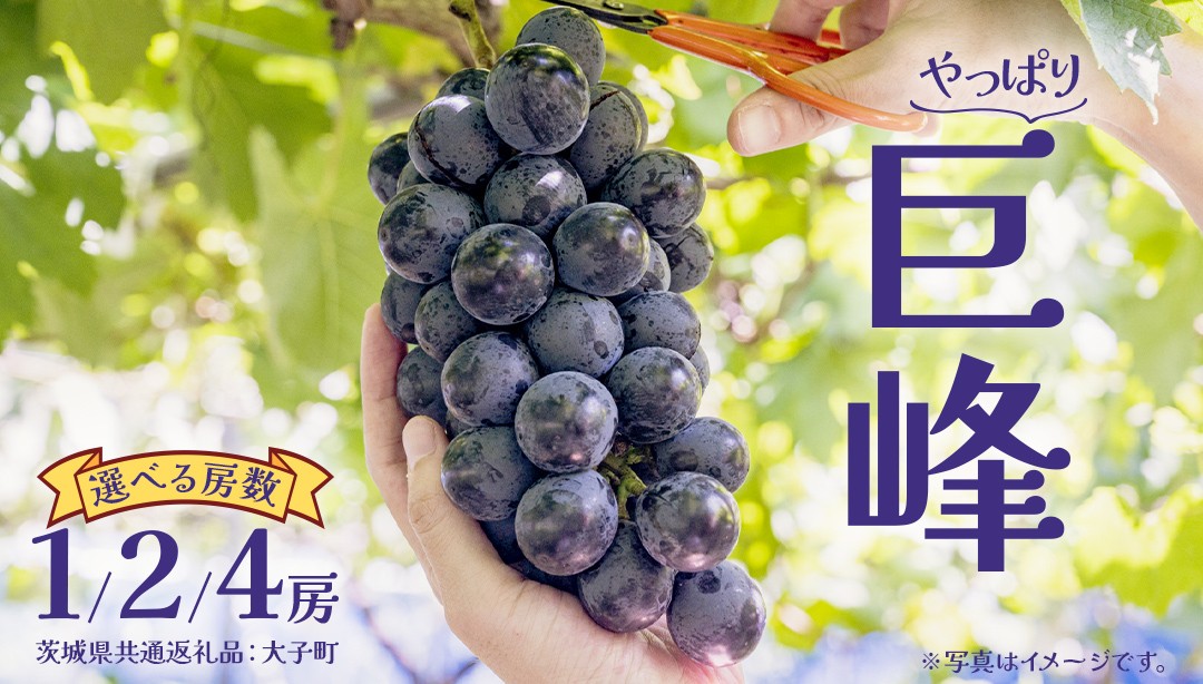 
            【選べる房数】 巨峰 １房 ２房 ４房 (茨城県共通返礼品：大子町) ぶどう 葡萄 ブドウ フルーツ 果物 スイーツ
          