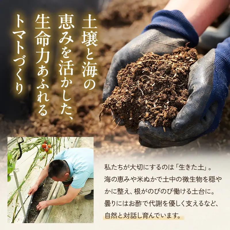 トマト よしよし畑 中玉トマト 新鮮 トマト【3.8kg～4kg】