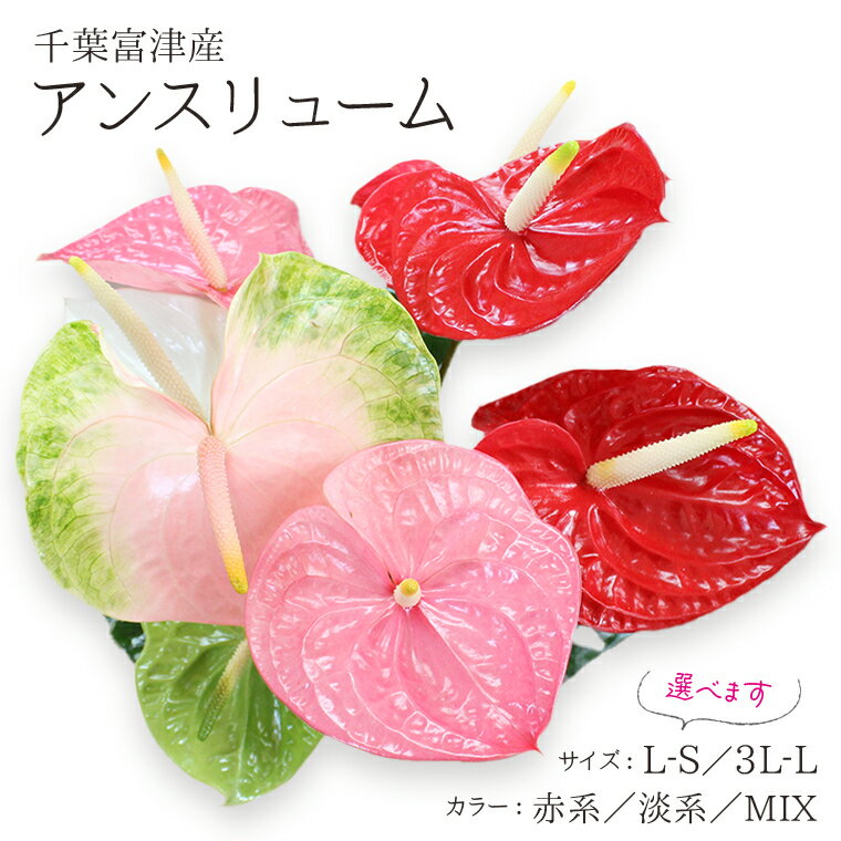 【ふるさと納税】アンスリューム おすすめ 植物 L-S 3L-L 赤系 淡系 ミックス MIX おまかせ 国産 富津産 切花 観葉植物 カラー サイズ 選択可能