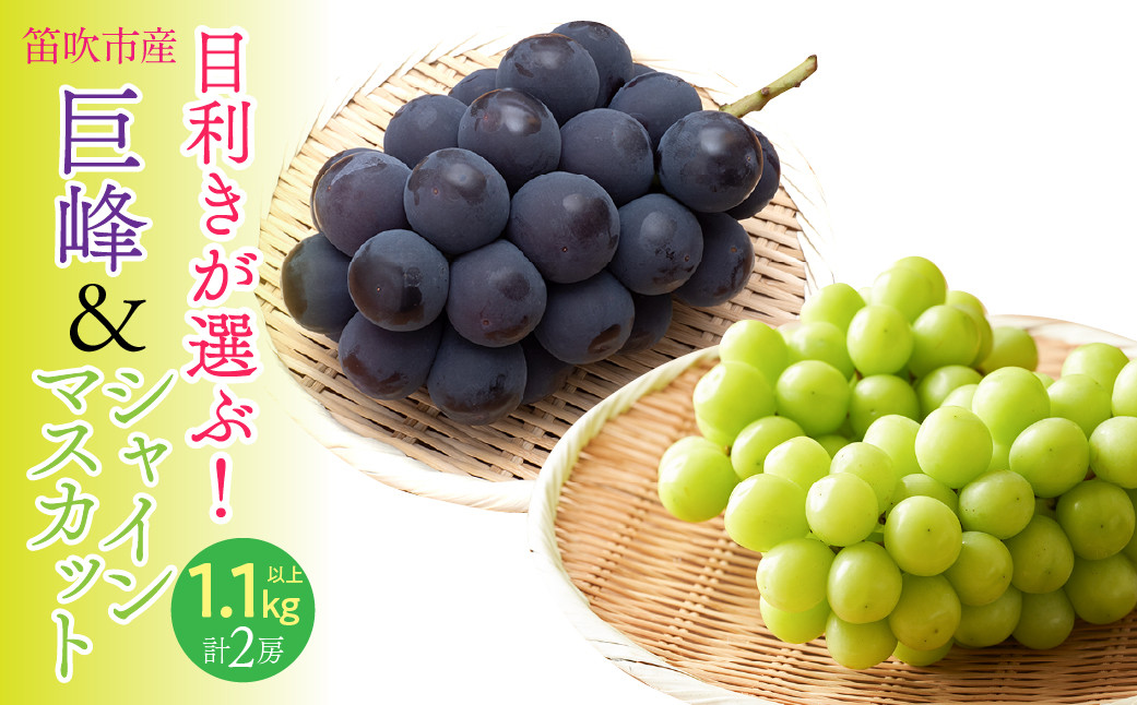 
            ＜25年発送＞【2026年発送★先行予約】目利きが選ぶ！笛吹産巨峰・シャインマスカット　1.1ｋｇ以上（各1房 計2房入り） 168-102-oya
          