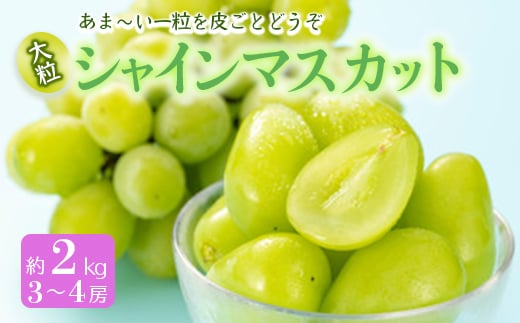 《先行予約 2025年度発送》シャインマスカット 約2kg  マスカット ぶどう ブドウ 葡萄 デザート フルーツ 果物 くだもの 果実 食品 山形県 FSY-0511