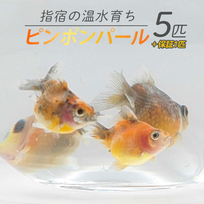 【ふるさと納税】【10営業日以内に発送】【温水育ち】ピンポンパール 5匹 ※北海道・沖縄・離島配送不可※ 金魚 生体 国産 飼育 ペット 生き物 魚 初心者 観賞魚 水槽 アクアリウム【otofarm】