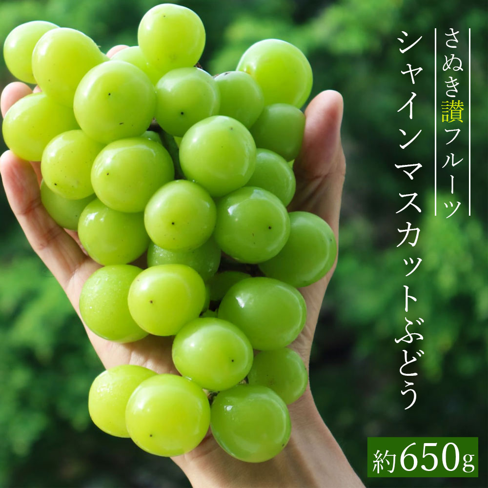 【ふるさと納税】シャインマスカット 約650g 先行予約 [ さぬき讃フルーツ 認定 高級 ぶどう 大粒 種なし 皮ごと 甘い プレミアム フルーツ 果物 贈答用 ギフト 人気 おすすめ 国産 産地直送 新鮮 香川県 三豊市 送料無料 返礼品 造田商店 ]