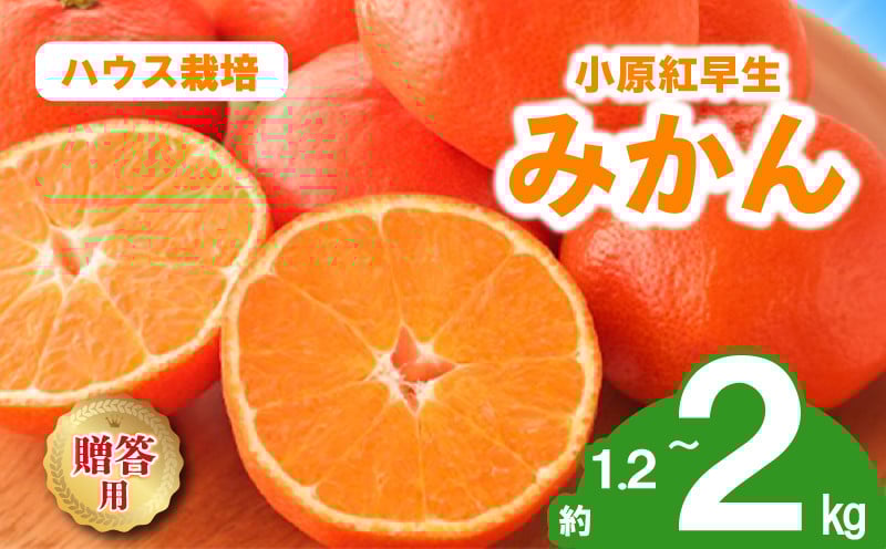 
            先行予約 みかん 蜜柑 ハウス 約1.2kg 2kg 小原紅早生 小原紅早生みかん 早生みかん 柑橘 オレンジ 果物 フルーツ 果実 旬 化粧箱入り 贈答用 プレゼント ギフト 6月下旬～8月上旬 配送 選べる 容量 香川県 丸亀市
          