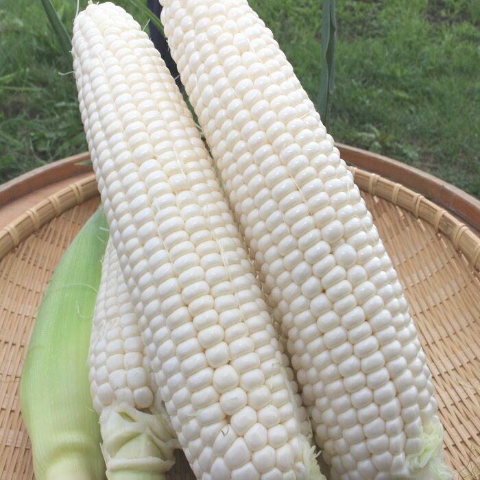 【ふるさと納税】 とうもろこし ホワイト 約5kg 約12本～14本 野菜 やさい 北海道 浦臼町 送料無料【2025年8月上旬～2025年8月下旬発送予定】