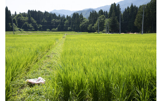 《令和8年産　新米予約》玄米 5kg 新潟県阿賀町産 コシヒカリ はざかけ 天日干し 令和8年産 玄米 5キロ 新潟県産コシヒカリ 新潟県産こしひかり 新潟県産 コシヒカリ こしひかり ごはん ご飯 