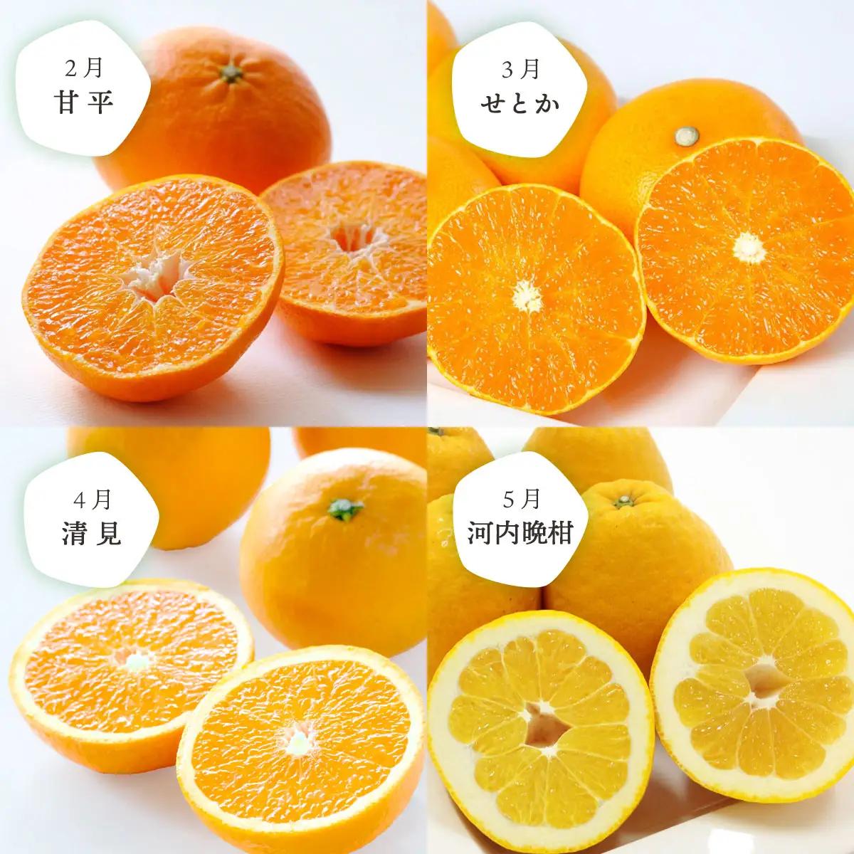 【発送月固定定期便】愛媛の人気品種を厳選! みかん定期便(訳あり)全8回【H25-117】【4001039】 YWTAP060