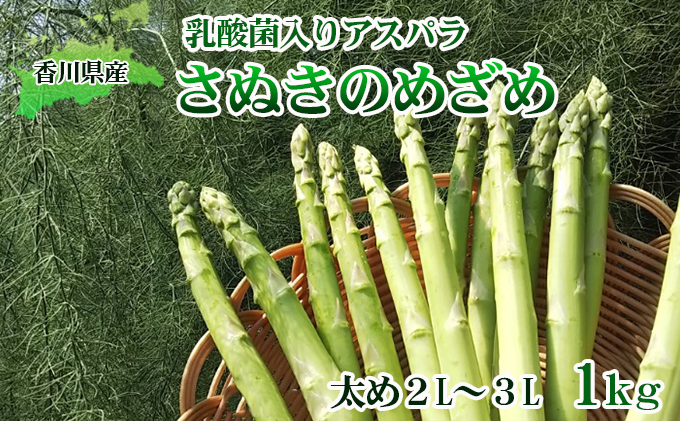 令和7年産　はなまる農園の乳酸菌入り アスパラ【さぬきのめざめ1kg】太め2L～３L