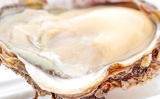 海のみるく日本海の新鮮　岩がき (5個)【先行予約 魚貝類 魚介類 牡蠣 かき 冷蔵 期間限定 季節限定 早期予約】