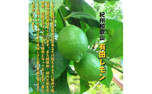 【国産】紀州和歌山 有田レモン 2kg+200g(痛み補償分) ※2026年9月下旬～2027年3月下旬に順次発送【ard031B】
