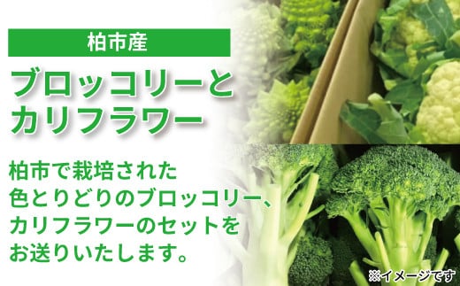 
            柏市場直送ブロッコリーとカリフラワーセット 〈 野菜 新鮮 旬 国産 産地直送 千葉県産 柏市産 おいしい サラダ 野菜炒め おすすめ 大量 季節限定 〉
          