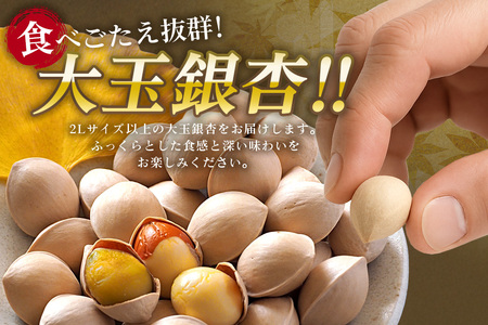 つくば 銀杏 ( ぎんなん ) 大玉 銀杏 殻付 冷凍 500g 農薬不使用 無着色 贈答品 ギフト 高級 旬 食材 食品 国産 冷凍保存 産地直送 送料無料 (A24-003)