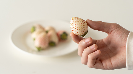 赤白いちごの宝石箱アソート 36粒 【2025年12月から発送開始】（茨城県共通返礼品 [いちご]：城里町産）