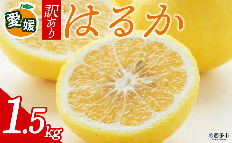 先行予約＜訳あり 愛媛県産 はるか 合計約1.5kg＞ 『2027年2月以降順次出荷予定』ミヤモトオレンジガーデン 愛媛県 西予市