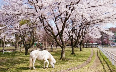 引馬体験1回分チケット【馬っこパーク・いわて】 / ふれあい 体験チケット 家族 子供