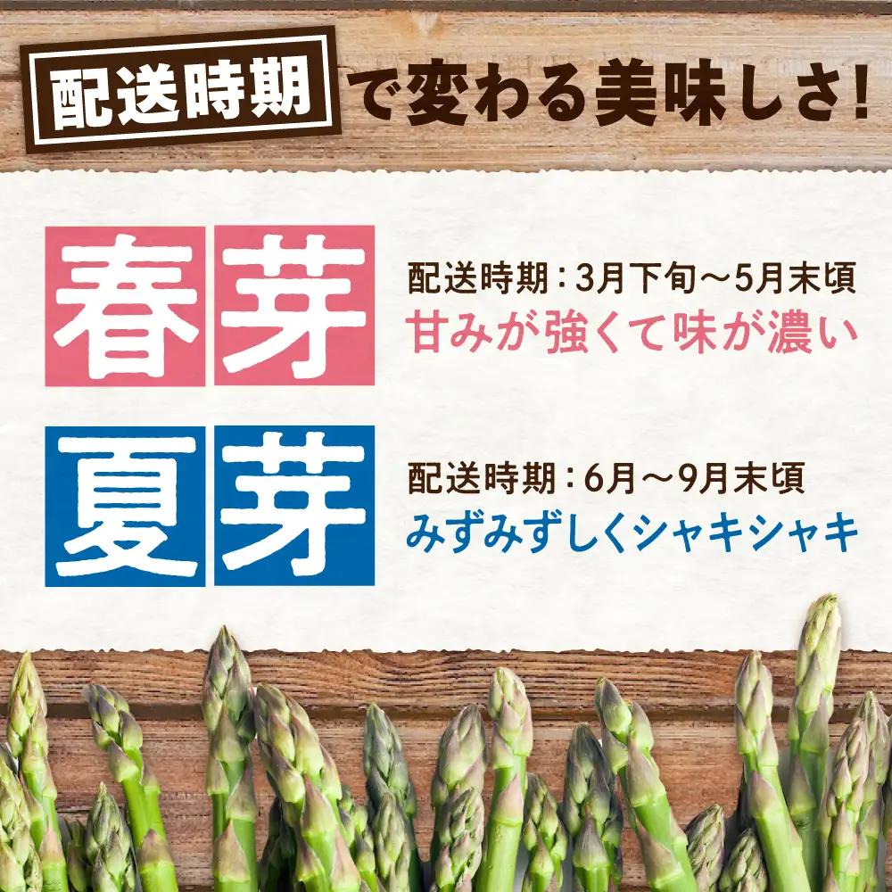 【スピード発送】朝採れ アスパラ 約1.5㎏ [APAU004] アスパラガス