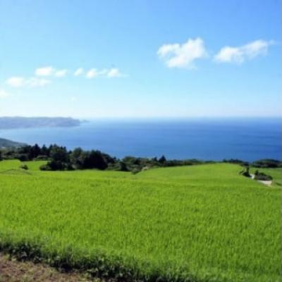 ふるさと納税 長門市 ごりやく米　浜ちゃんのお米「東後畑棚田きぬむすめ」白米10kg棚田米(1357) |  | 01