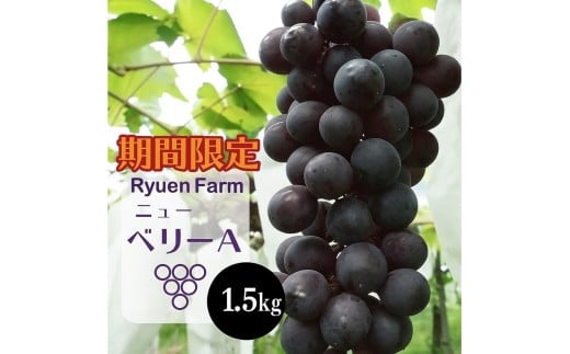 【2025年8月下旬から発送】ニューベリーA 1.5kg 冷蔵 ぶどう 巨峰 フルーツ 福岡県川崎町 竜円農園 先行予約 ぶどう 数量限定 ぶどう