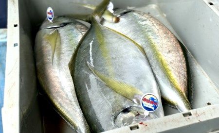 新鮮土佐魚の詰合せセットD