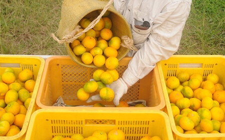 極早生みかん 約5kg S・M・Lサイズ 《赤秀》和歌山県下津町産 産地直送 【北海道・沖縄県・一部離島 配送不可】［Mg21］