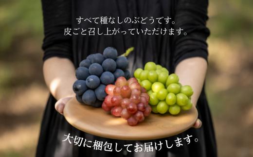 ぶどう3種セット 【家庭用】 （ナガノパープル／シャインマスカット／クイーンルージュ®） 約1.5kg ／ 2026年9月初旬～10月頃 配送予定［TK32］//ぶどう 葡萄 3種セット 食べ比べ 長