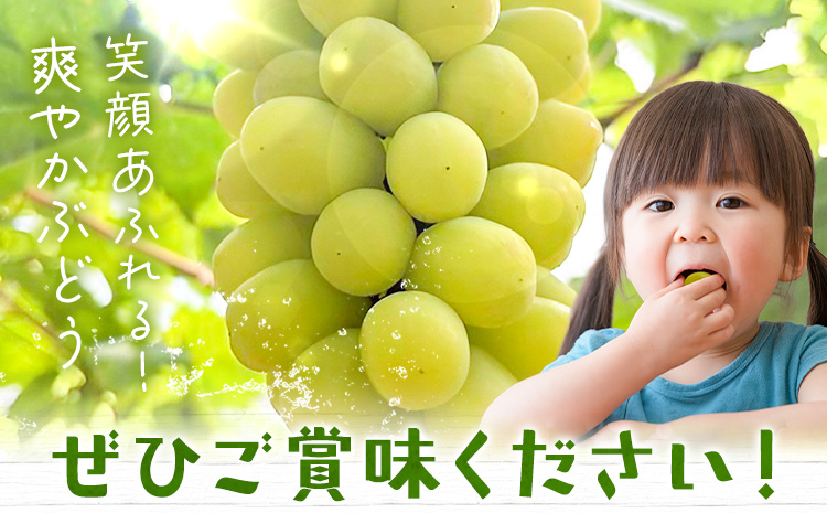 【先行予約】たたらみねらる ほほえみ 1房(約650g) Ｙ＆Ｇ．ディストリビューター株式会社《2026年8月中旬-10月上旬頃出荷》岡山県 笠岡市 果物 フルーツ ブドウ お取り寄せフルーツ シャイ