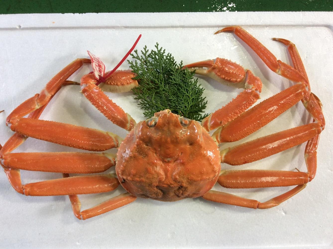 【魚倉】タグ付きボイル松葉ガニ(特特大1,100ｇ)