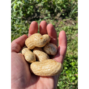 愛知県豊田市産 【生落花生】 1.5kg
