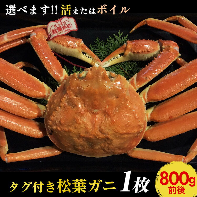 【ふるさと納税】690.【早期受付】【選べます！活またはボイル】タグ付き松葉ガニ　大1枚（800g前後）《かに カニ 蟹 ズワイガニ》※着日指定不可※2025年11月上旬頃から順次発送予定