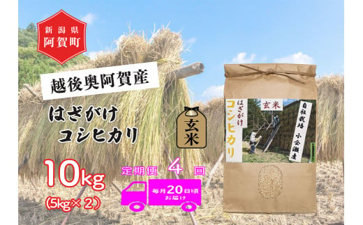 《令和6年産米》【定期便】4回　越後奥阿賀産はざがけ（天日干し）コシヒカリ　玄米10kg（5kg×2袋）