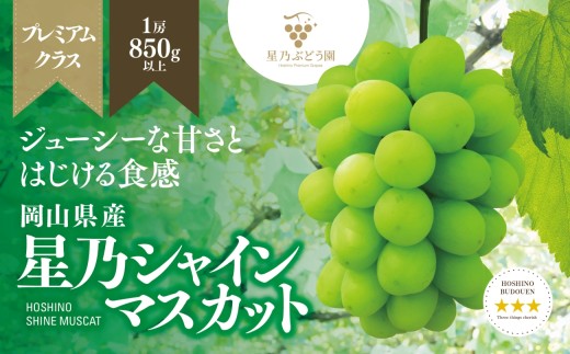 ＜三つ星ブランド＞星乃シャインマスカット プレミアムクラス(岡山県産) 1房×850g以上_ ぶどう 葡萄 ブドウ 果物 フルーツ くだもの 岡山県 津山市 人気 おすすめ 送料無料 贈答 ギフト 【1418920】