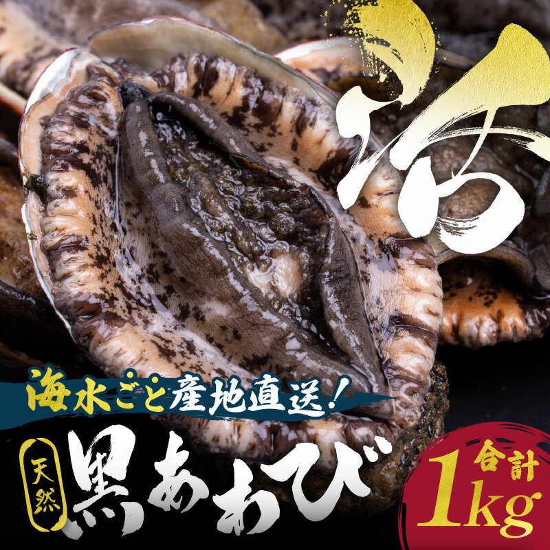 【ふるさと納税】日時指定可／ 活きたまま届きます！ 天然黒アワビ 海水に酸素入りの特殊梱包 1000g入り おすすめセット ふるさと 納税 あわび 海鮮 貝 魚介類 鮑 あわび 黒鮑 黒あわび 身厚 厳選 活 アワビ 鮑 国産 京都 丹後 ふるさと納税 活あわび