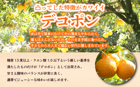 2026年 先行予約 デコポン 約1.5kg 不知火 デコポン
