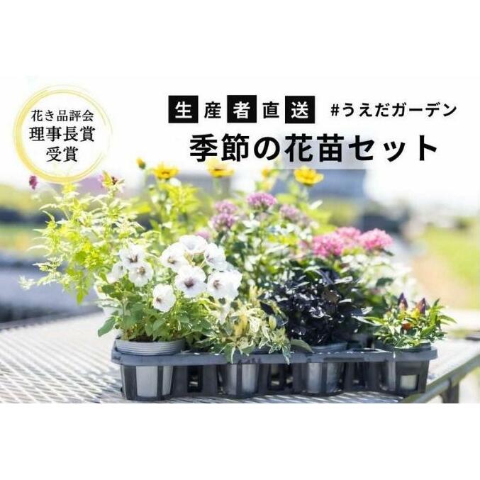 花 季節の花苗 セット 花き品評会理事長賞受賞 花苗 生産者直送 庭 ガーデニング 花壇 苗 苗木 花の苗 花の苗物 配送不可：北海道・沖縄・離島 